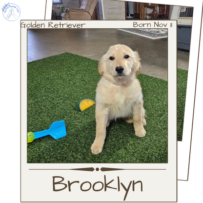 GOLDEN RETRIEVER (11/11) FEMALE