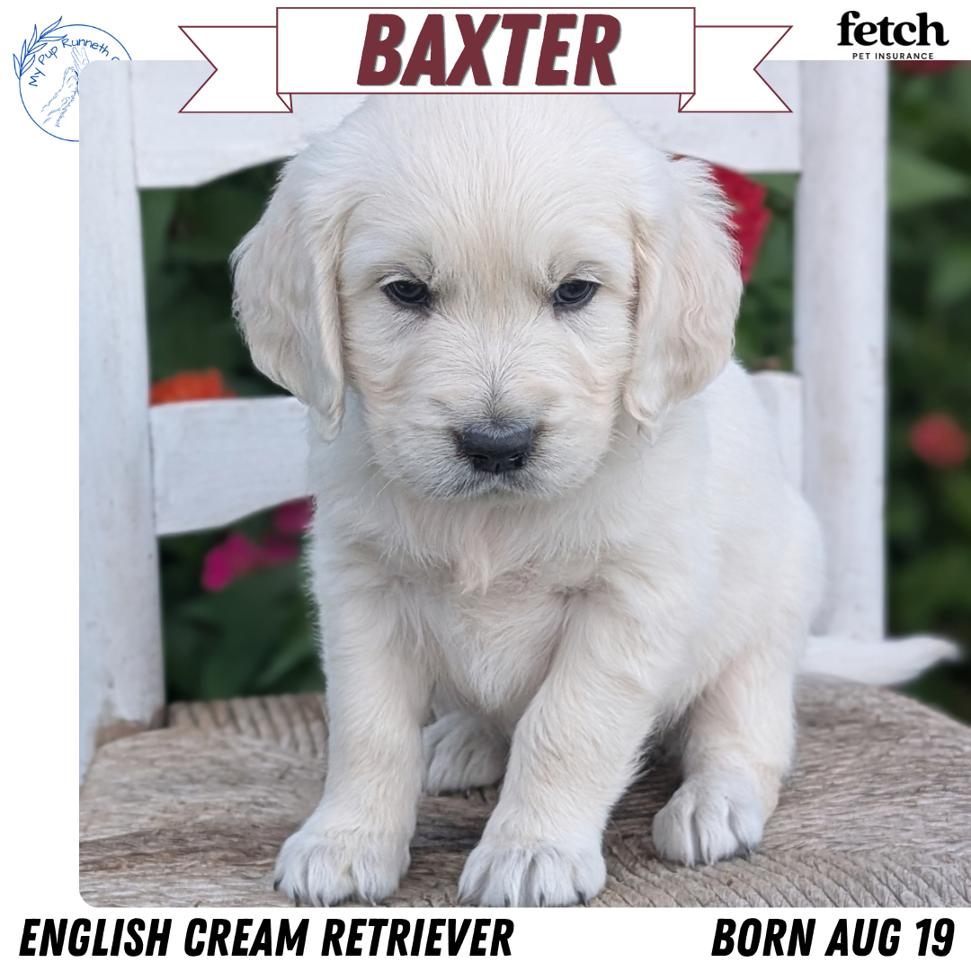 ENGLISH CREAM RETRIEVER (AUG 19) 3 MALES/4 FEMALES