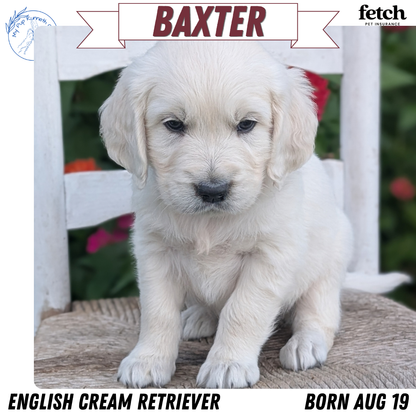 ENGLISH CREAM RETRIEVER (AUG 19) 3 MALES/4 FEMALES