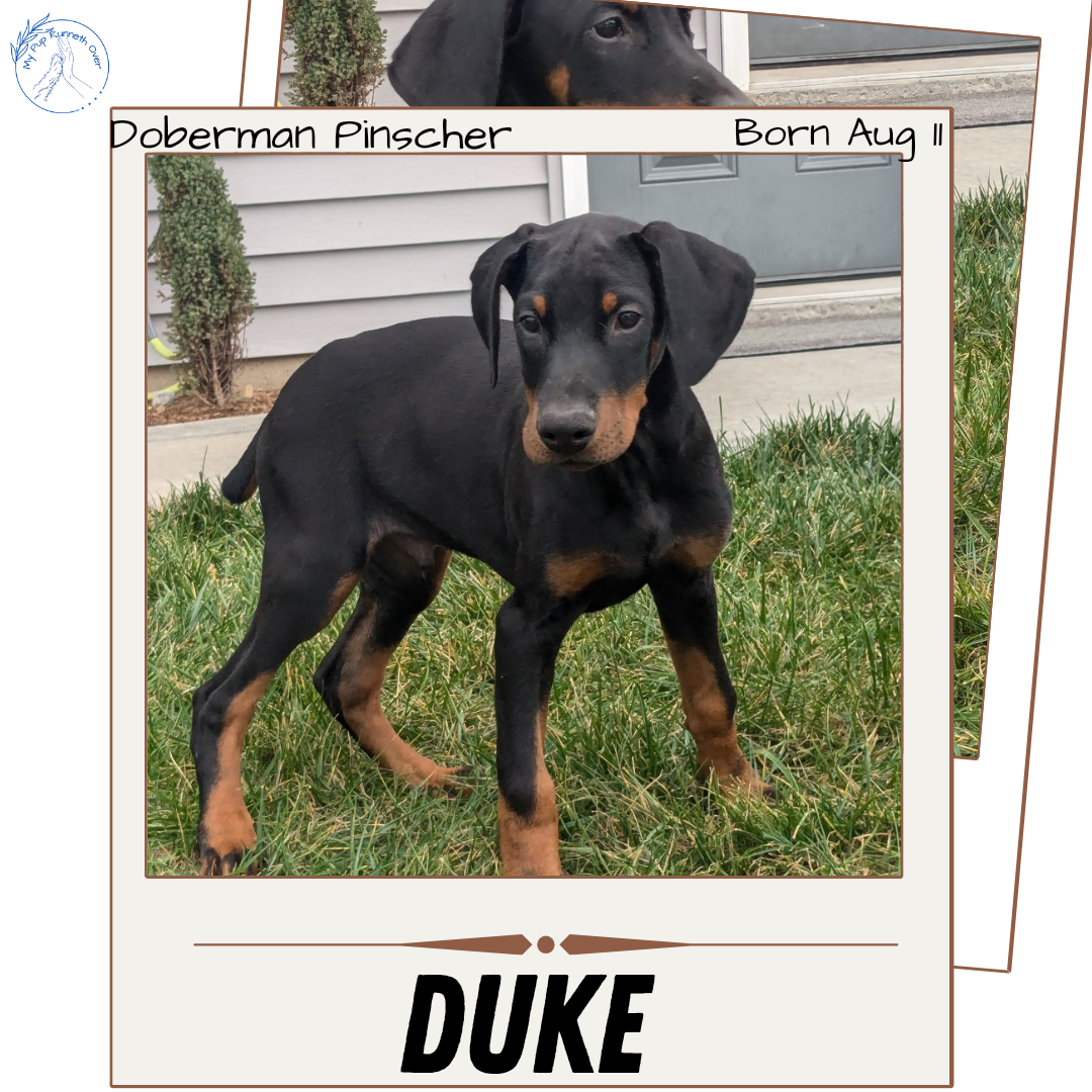 DOBERMAN PINSCHER (08/11) MALE