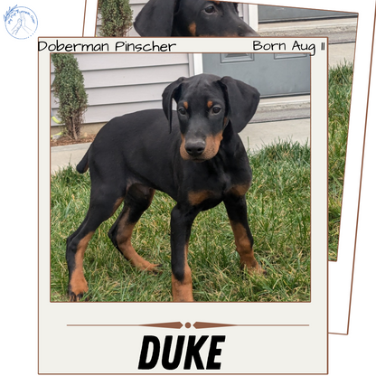 DOBERMAN PINSCHER (08/11) MALE