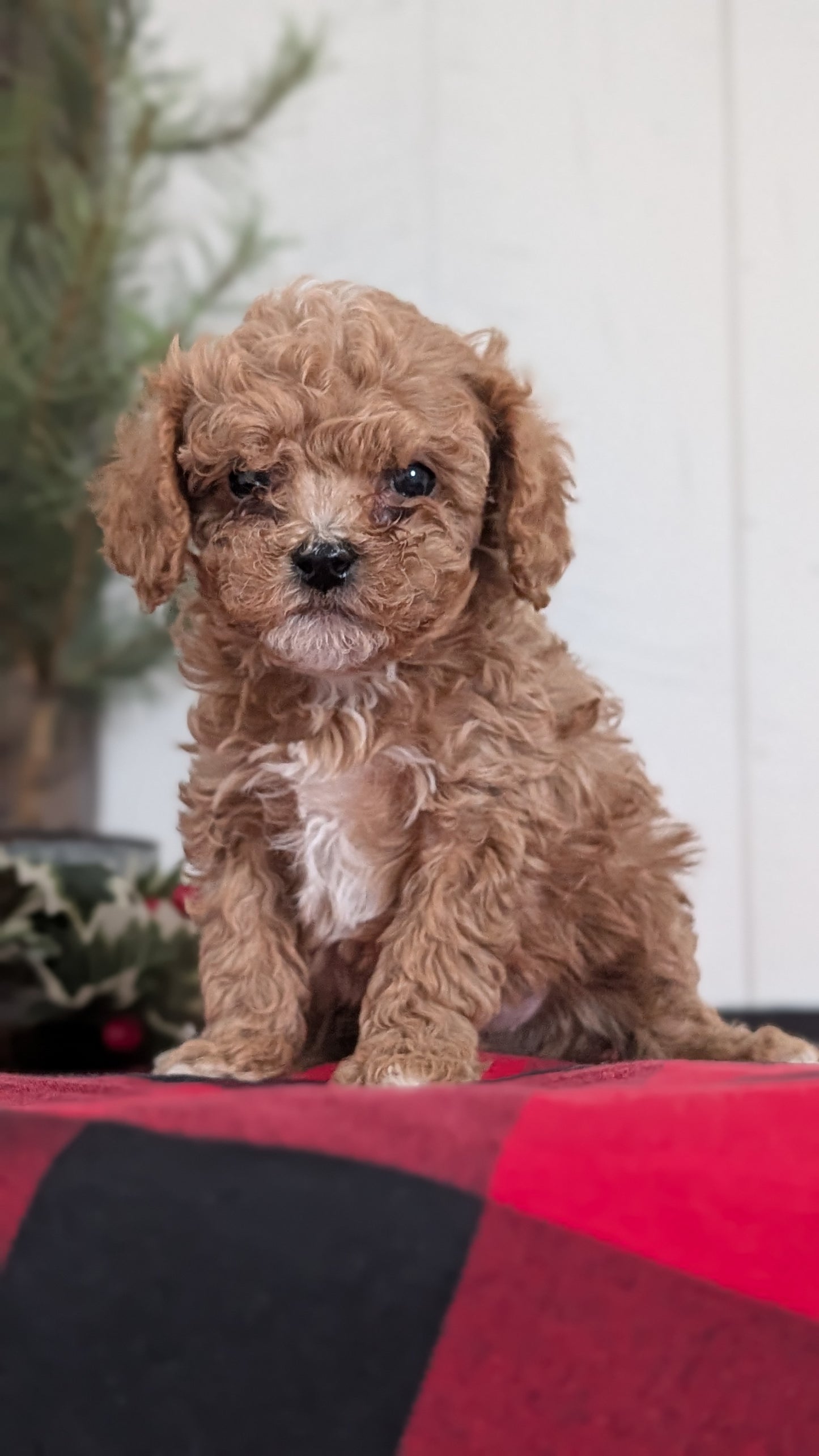 CAVAPOO (OCT 27) FEMALES