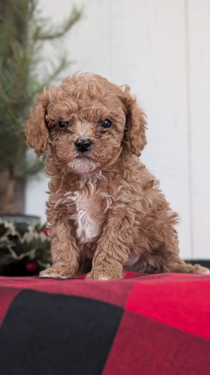 CAVAPOO (OCT 27) FEMALES