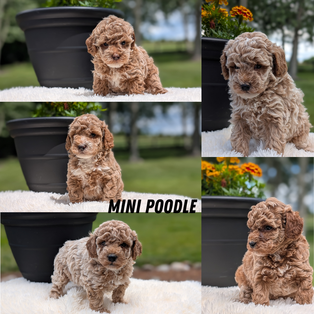 MINI POODLE (MAY 12) MALES