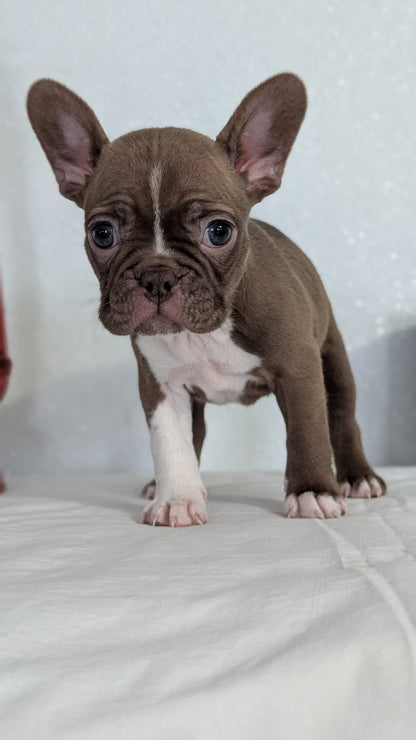 FRENCHTON (NOV 15) FEMALES