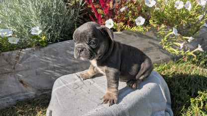 FRENCH BULLDOG (07/03) MALE