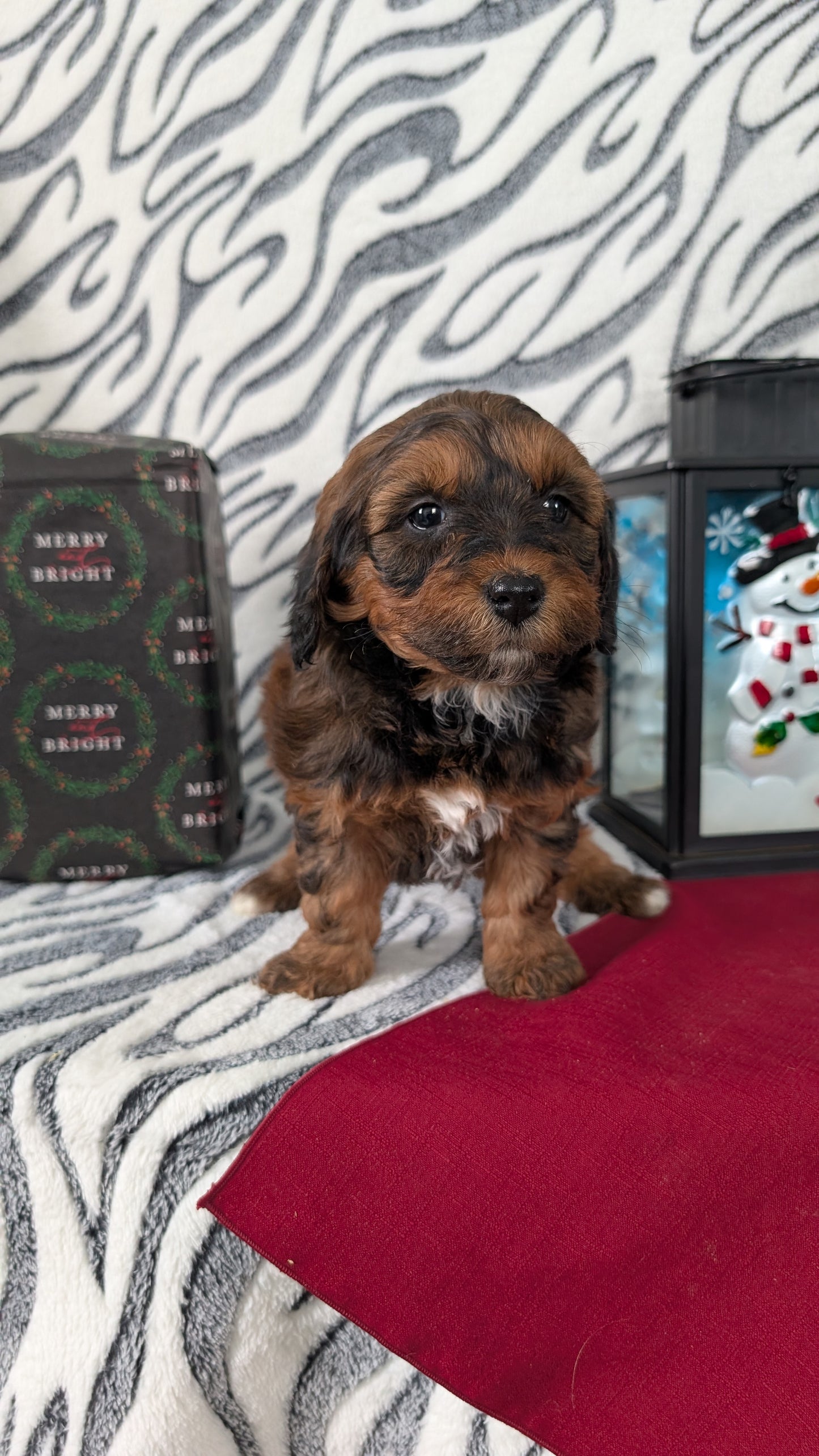 MINI LABRADOODLE (OCT 20) FEMALES