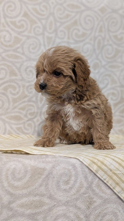 CAVAPOO (JAN 29) MALES