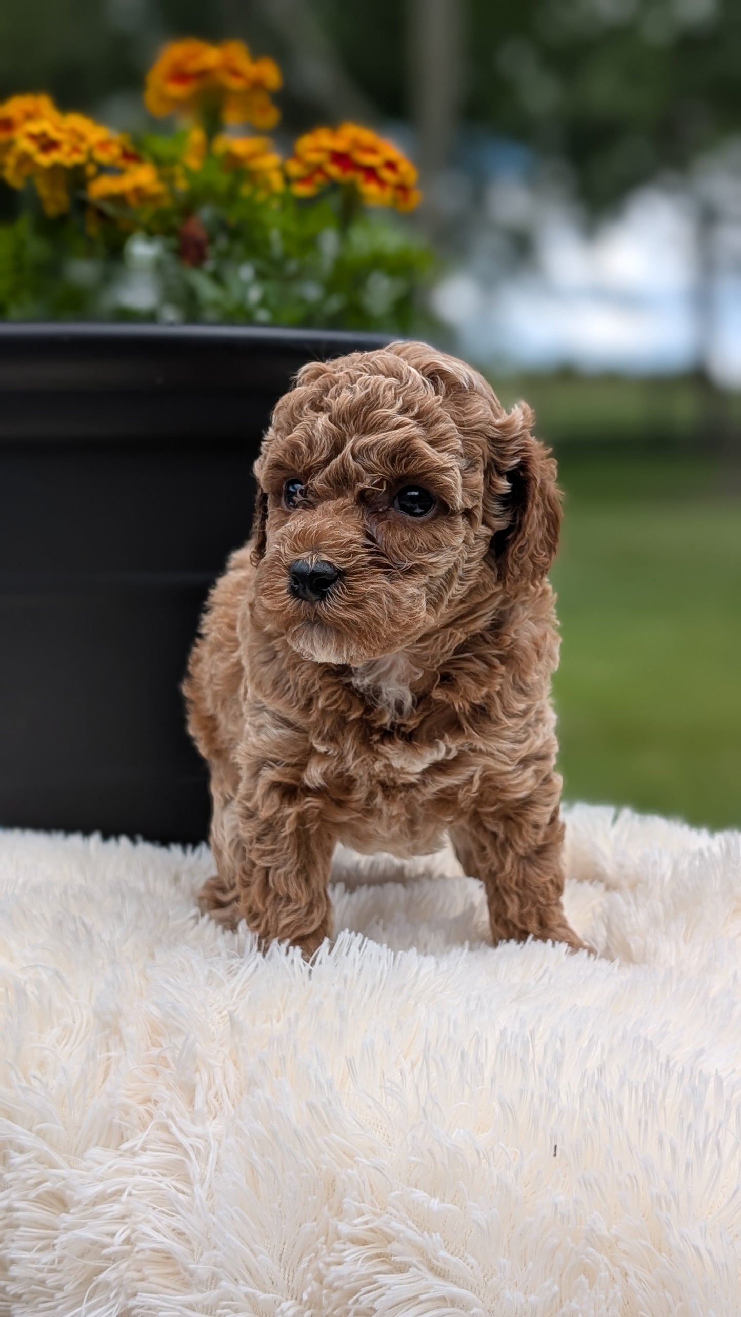 MINI POODLE (MAY 12) FEMALES