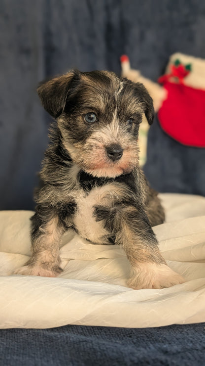 MINI SCHNAUZER (OCT 27) FEMALE