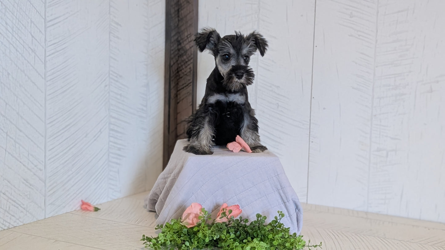 MINI SCHNAUZER (FEB 15) FEMALES
