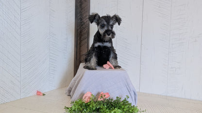 MINI SCHNAUZER (FEB 15) FEMALES