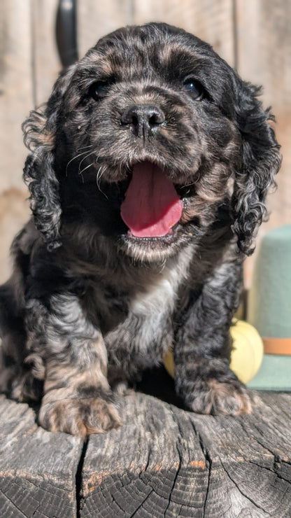 COCKER SPANIEL (09/19) MALE