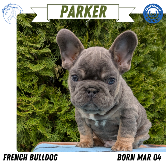 FRENCH BULLDOG (03/04) MALE