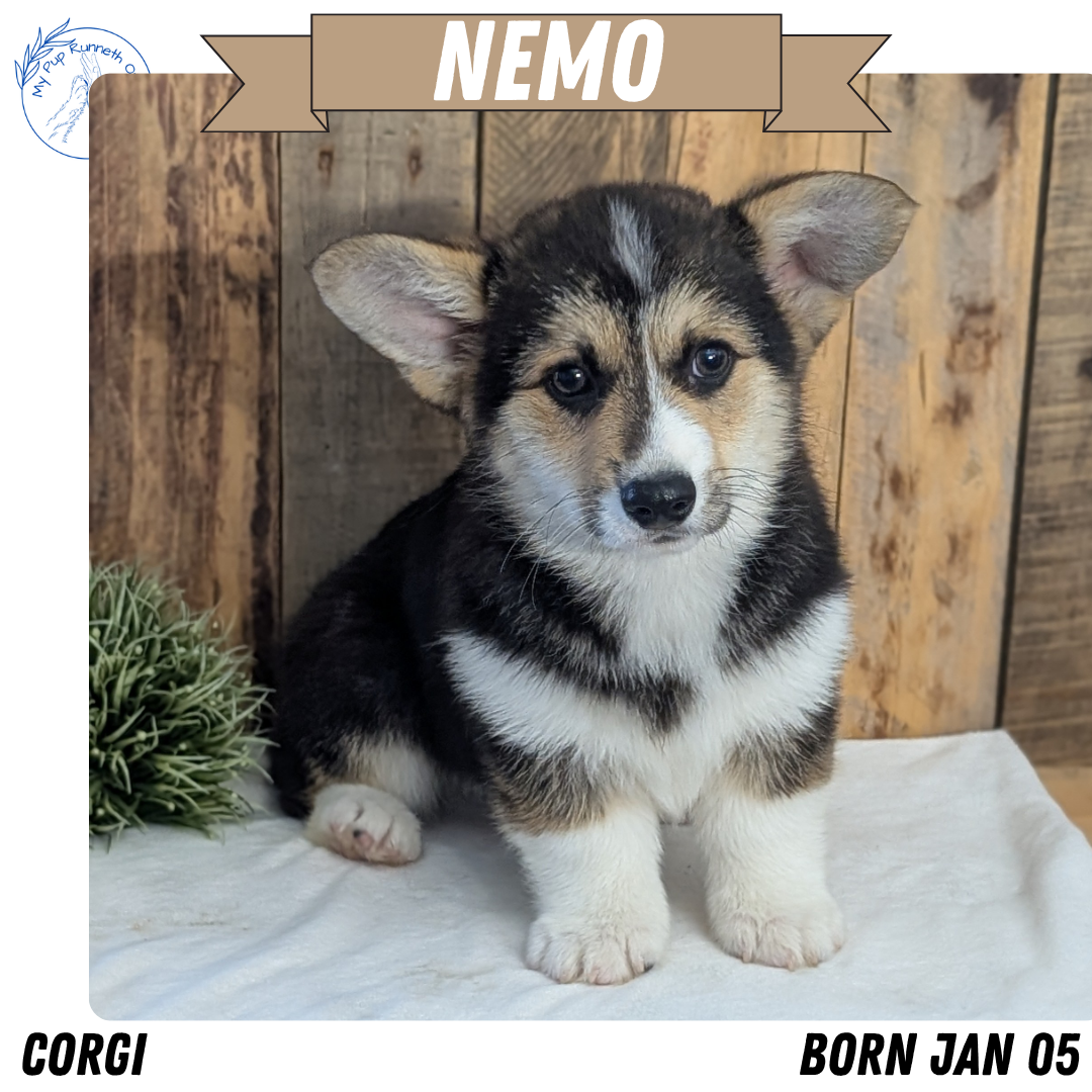CORGI (JAN 05) MALES