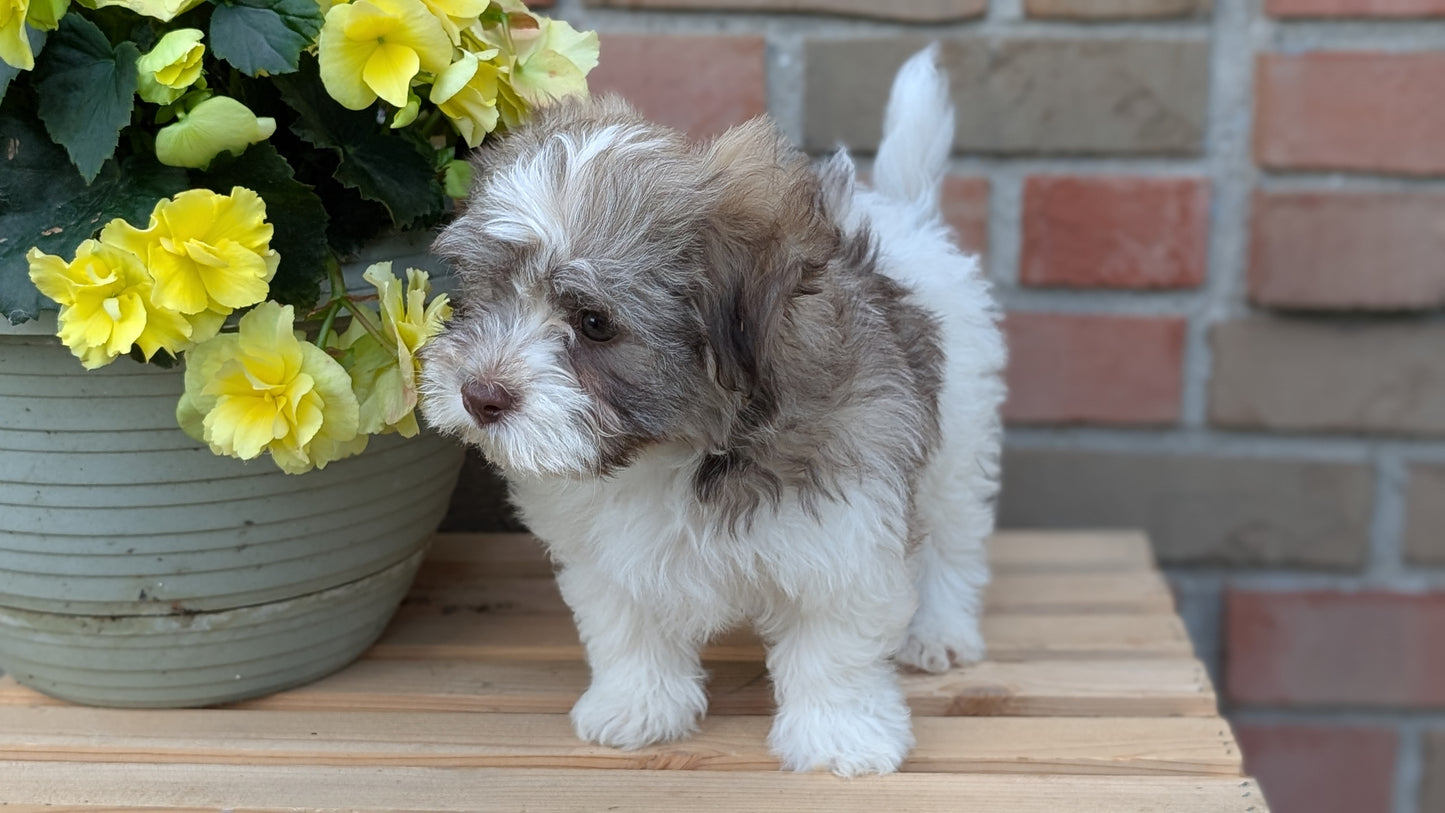HAVANESE (APR 09) MALES