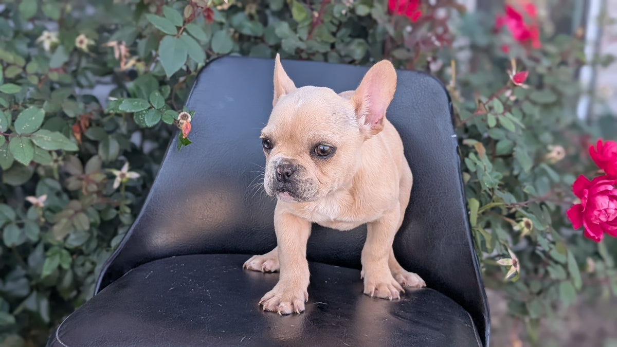 FRENCH BULLDOG (JUN 26) 2 MALES