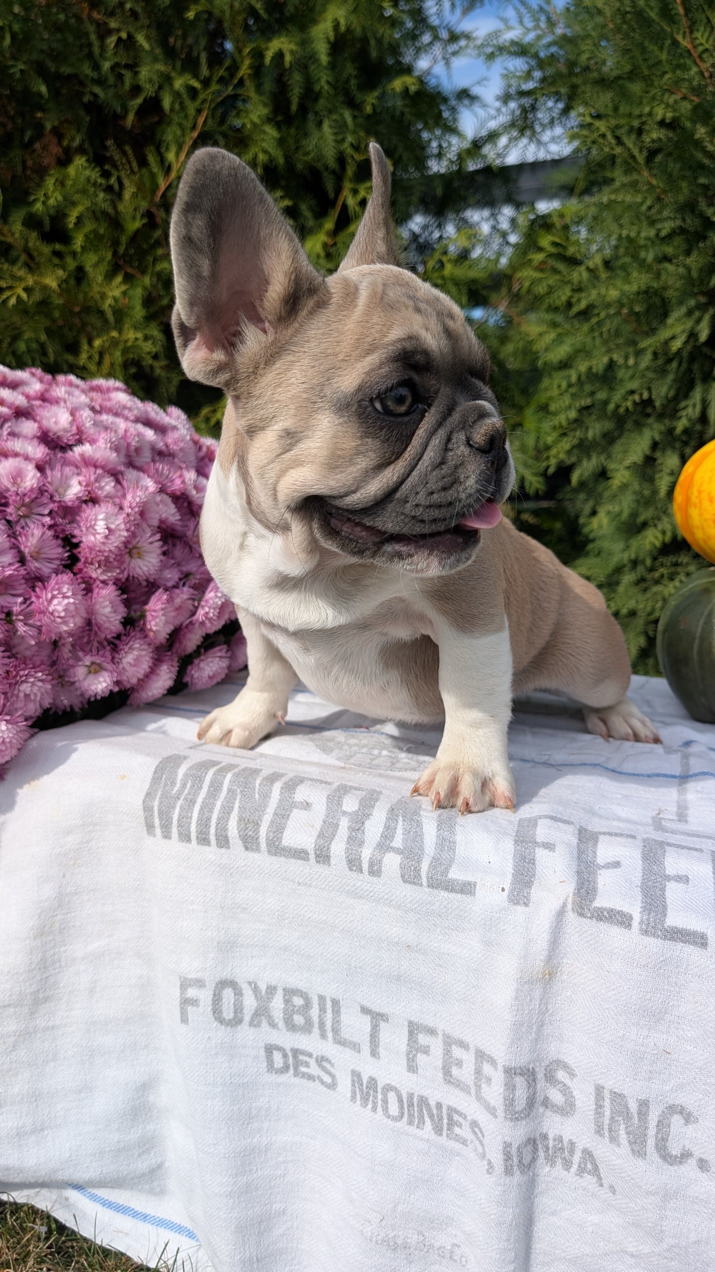 FRENCH BULLDOG (07/03) FEMALE