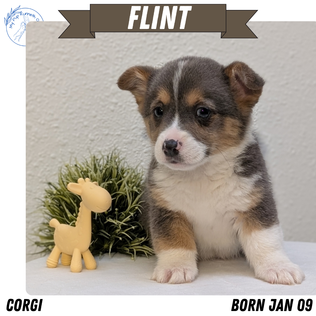 CORGI (JAN 09) MALES