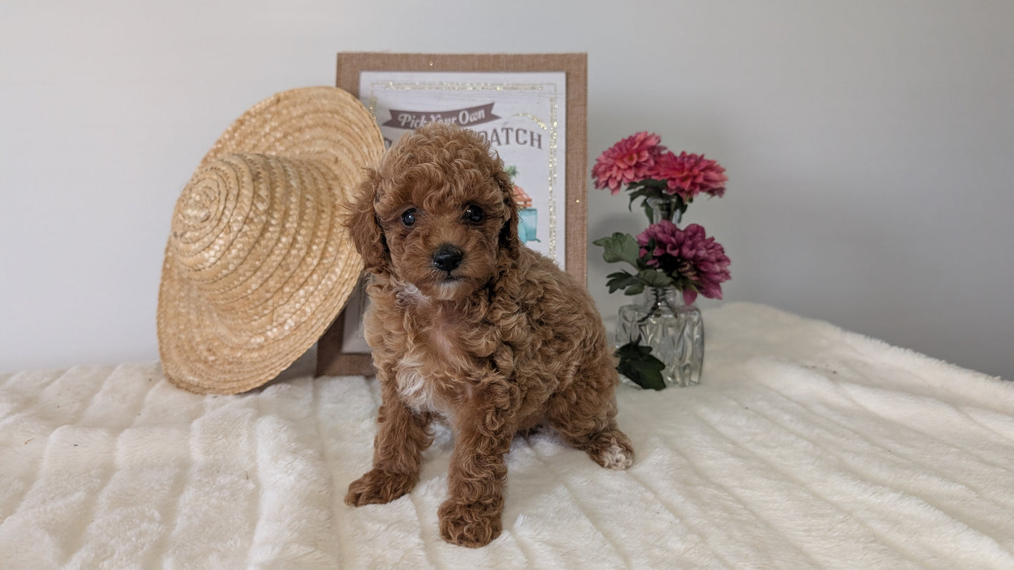MINI POODLE (06/29) FEMALE