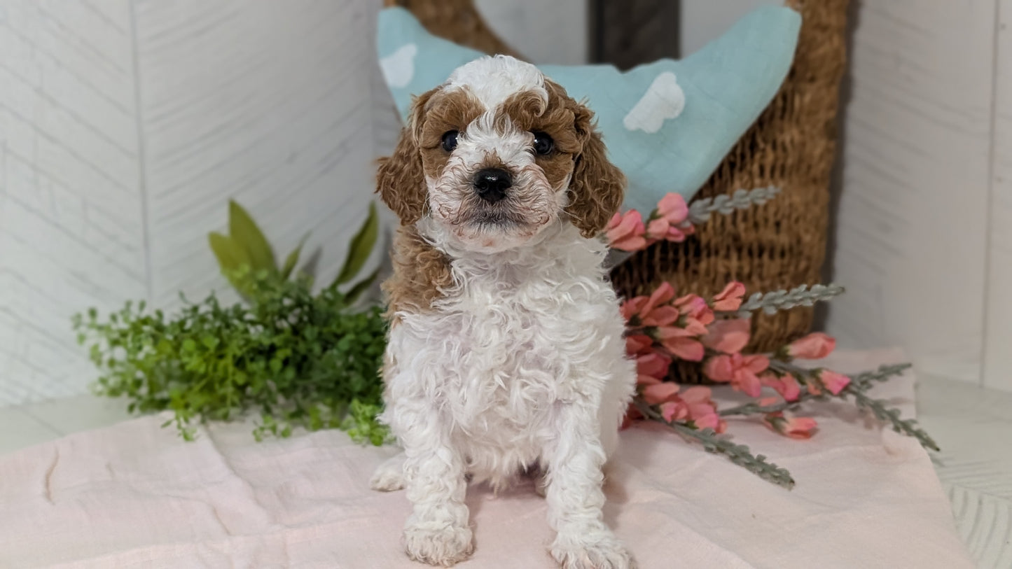 MINI POODLE (DEC 04) MALES