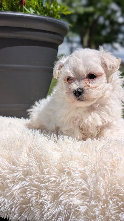 MALTESE (MAY 11) MALES