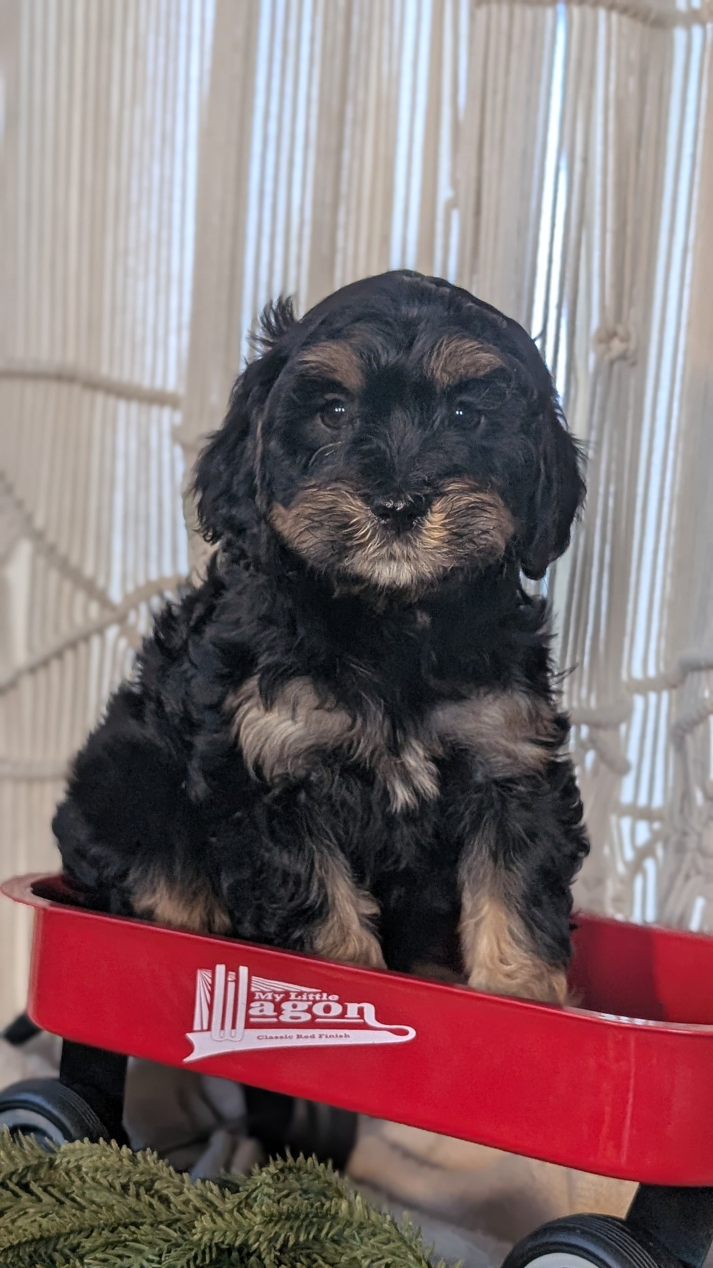 CAVAPOO (NOV 17) FEMALES