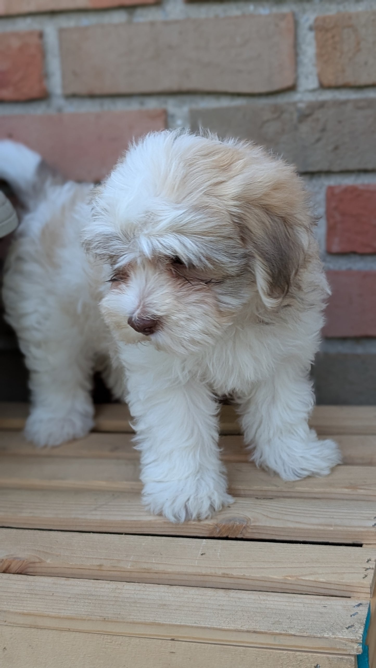 HAVANESE (APR 09) MALES