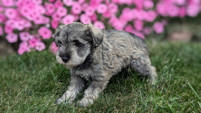 MINI SCHNAUZER (07/26) MALE