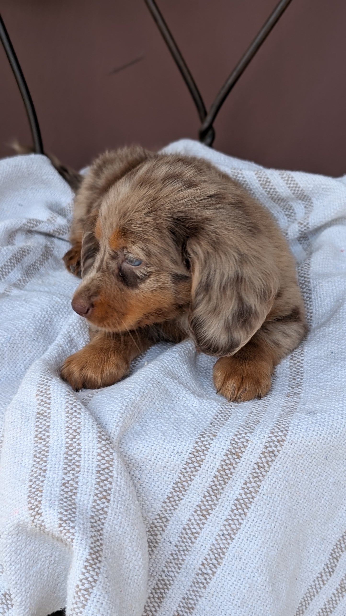 MINI DACHSHUND (MAY 26) FEMALE