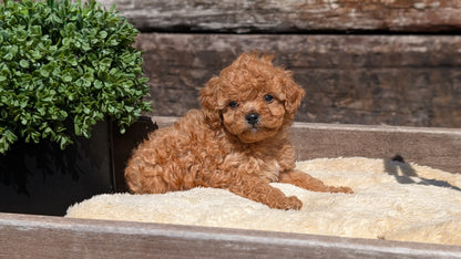 CAVAPOO (MAY 12) MALES