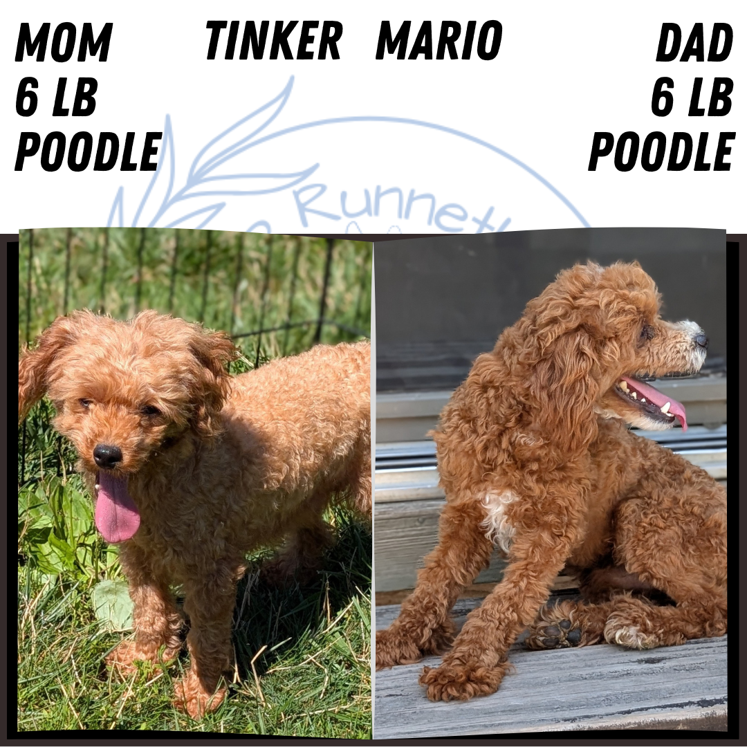 TOY POODLE (JUN 25) MALES