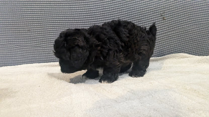 SHIH-POO (06/25) FEMALE