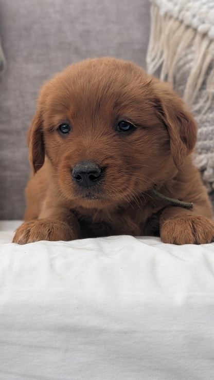 GOLDEN RETRIEVER (JUL 01) FEMALES
