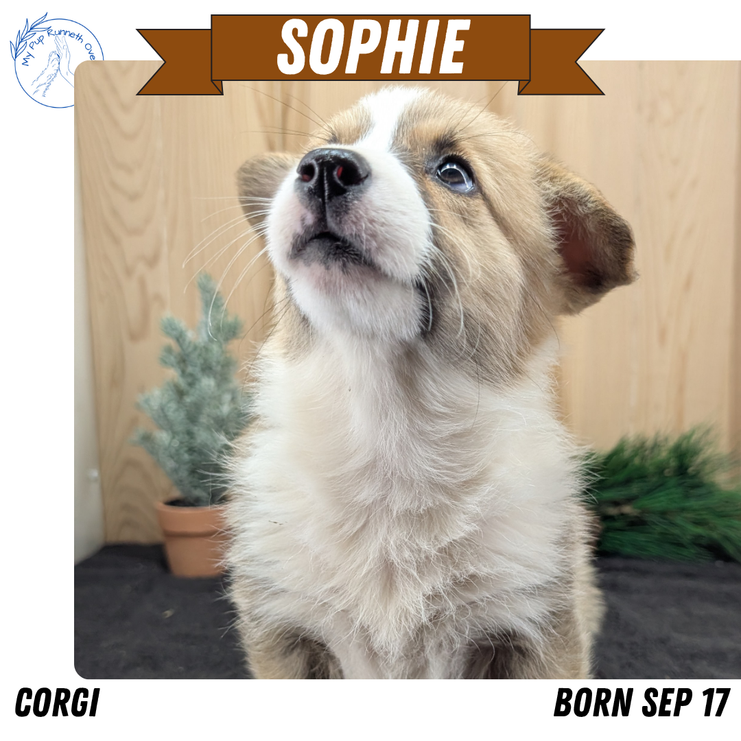 CORGI (09/17) FEMALE