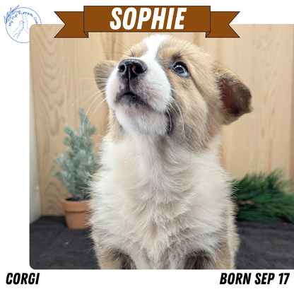 CORGI (09/17) FEMALE
