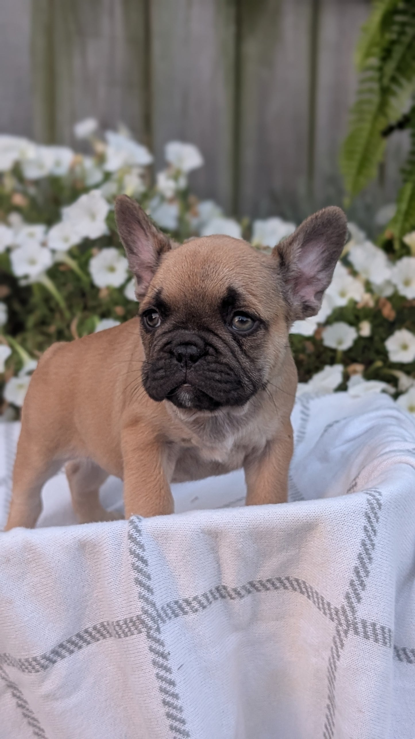 FRENCH BULLDOG (07/15) MALE