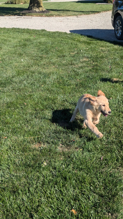 GOLDEN RETRIEVER (06/24) FEMALE