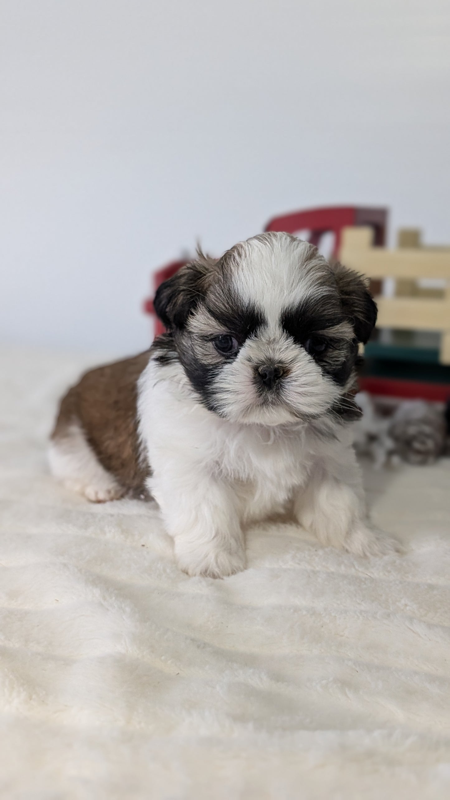 SHIH TZU (DEC 03) FEMALE