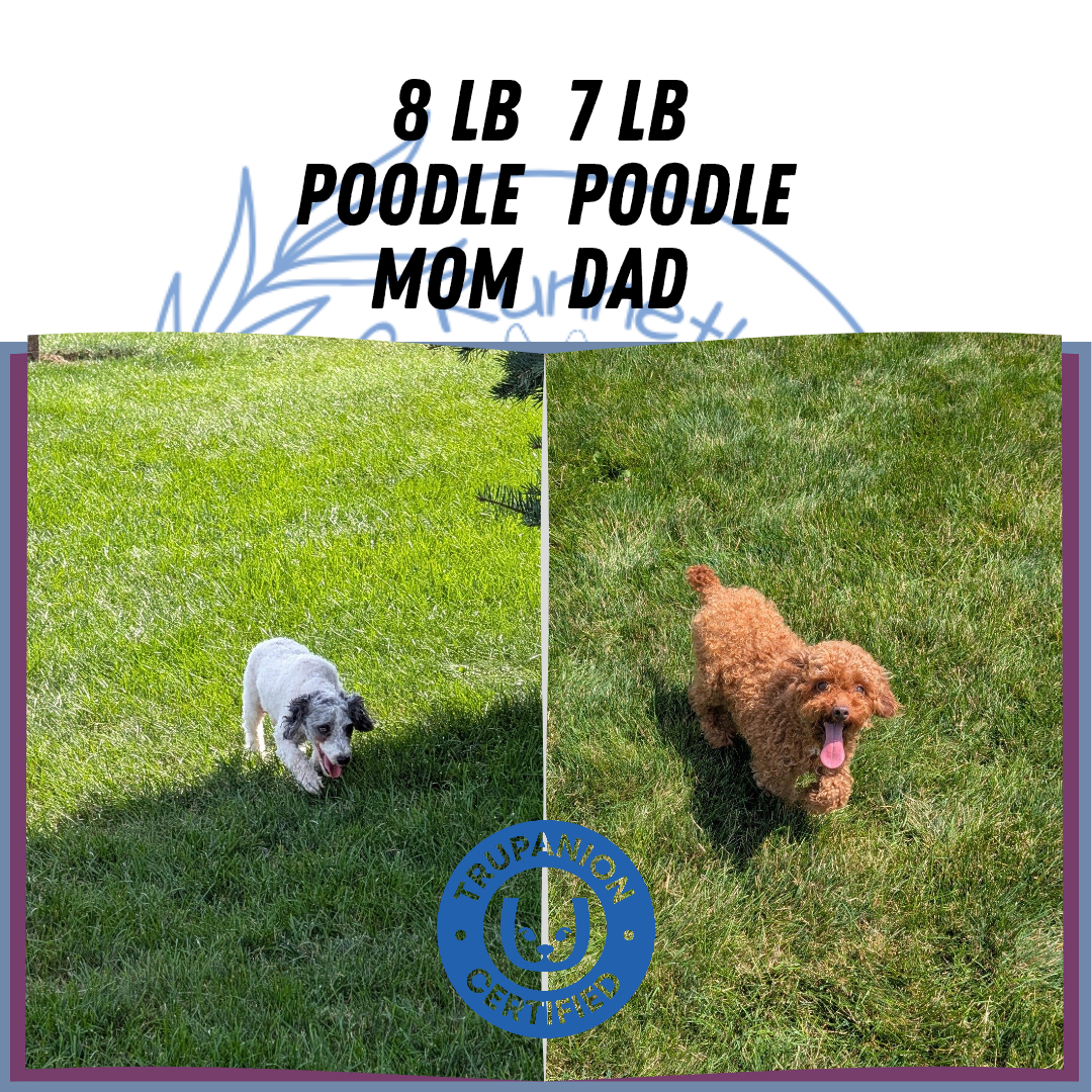 TOY POODLE (08/28) FEMALE