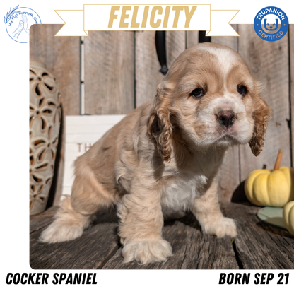 COCKER SPANIEL (09/21) FEMALE