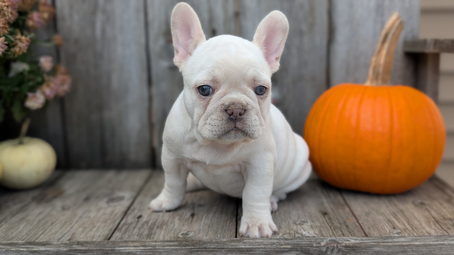 FRENCH BULLDOG (09/09) FEMALE