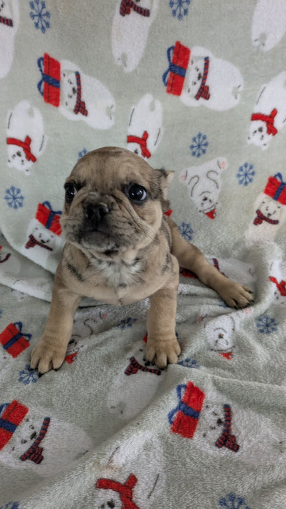 FRENCH BULLDOG (11/01) MALE