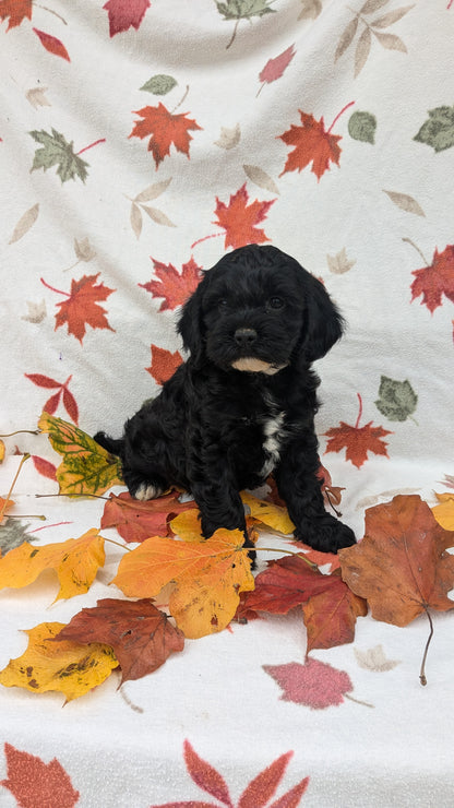 COCKAPOO (08/03) MALE