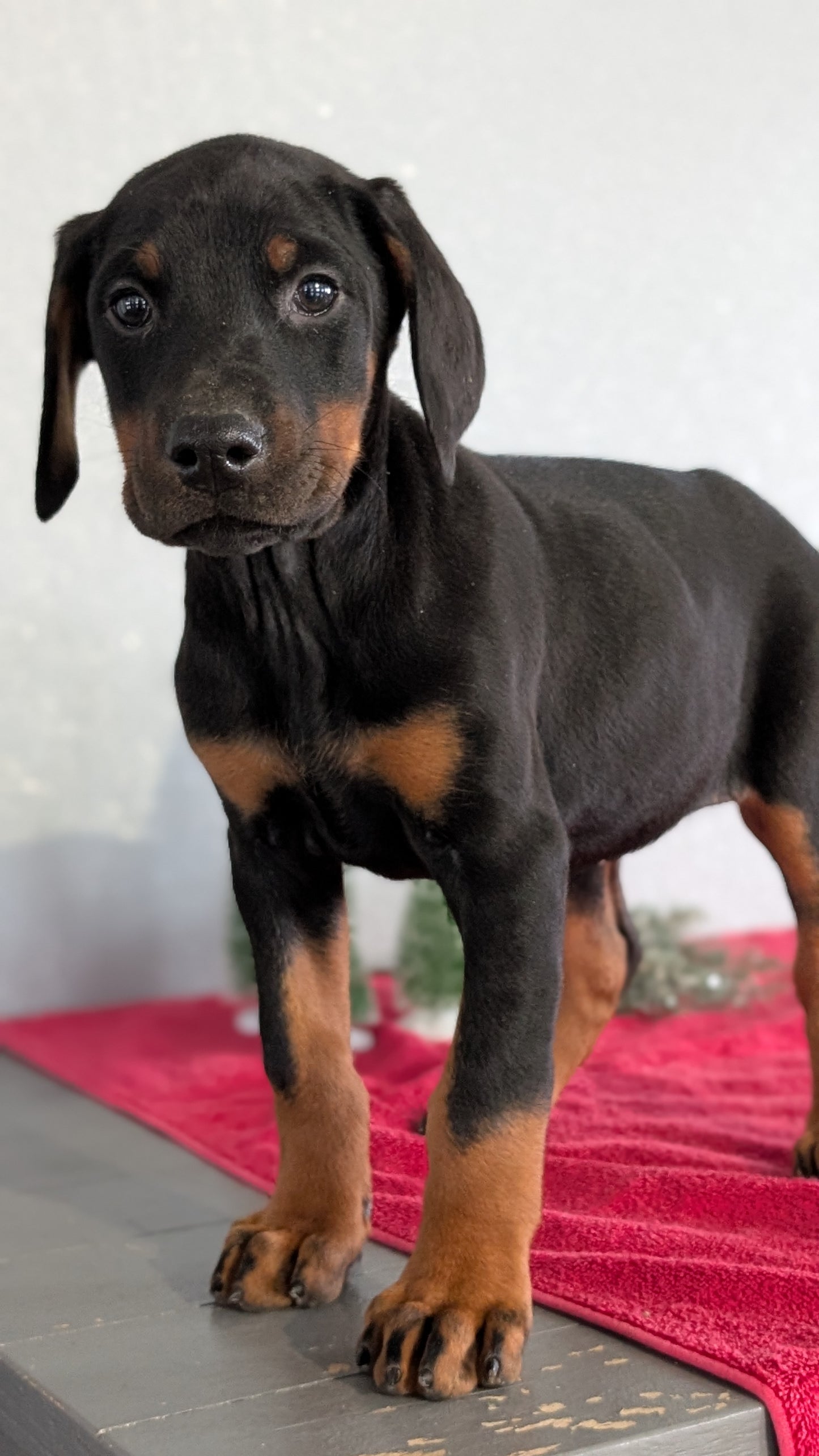 DOBERMAN PINSCHER (OCT 17) FEMALES