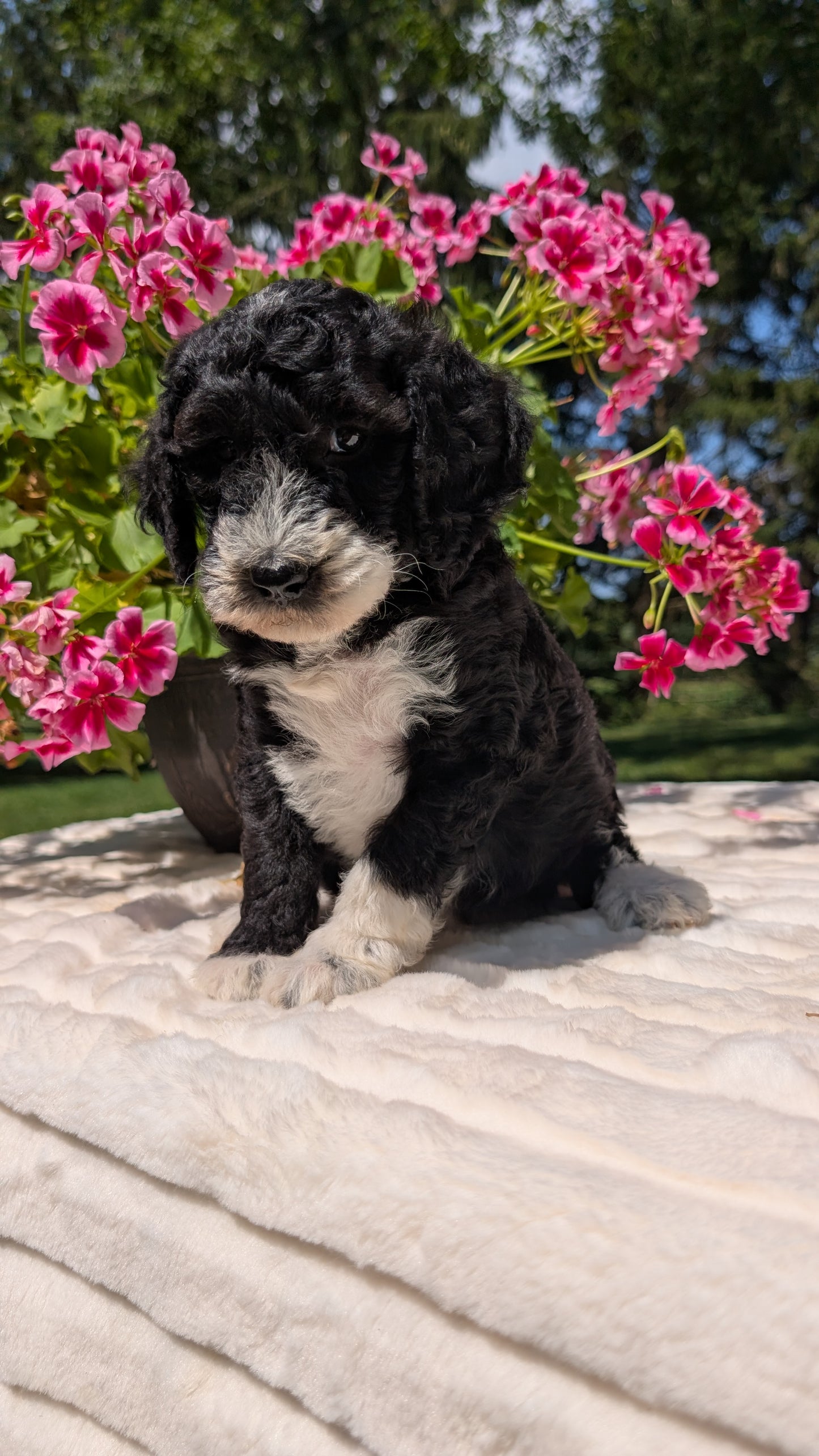 MINI BERNEDOODLE (06/11) FEMALE