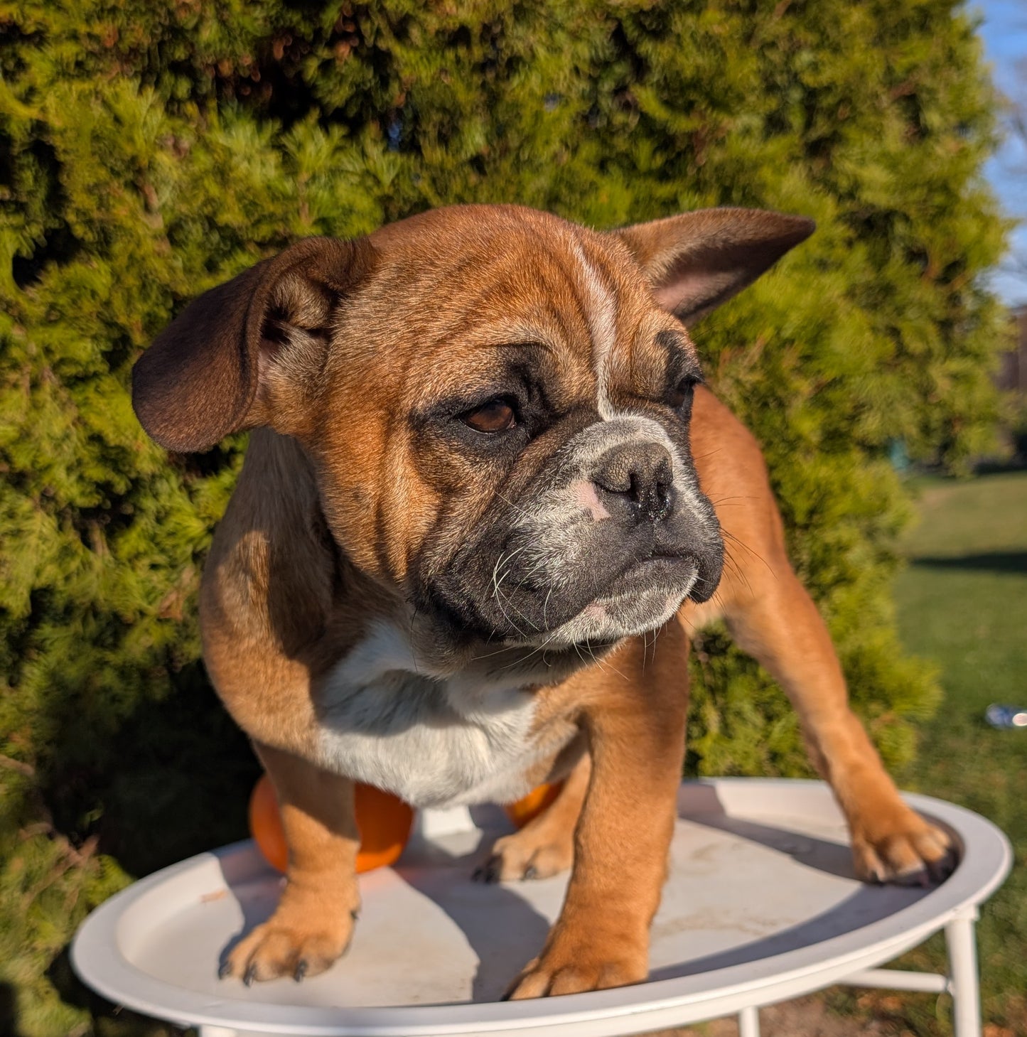 FRENCH BULLDOG (07/15) MALE