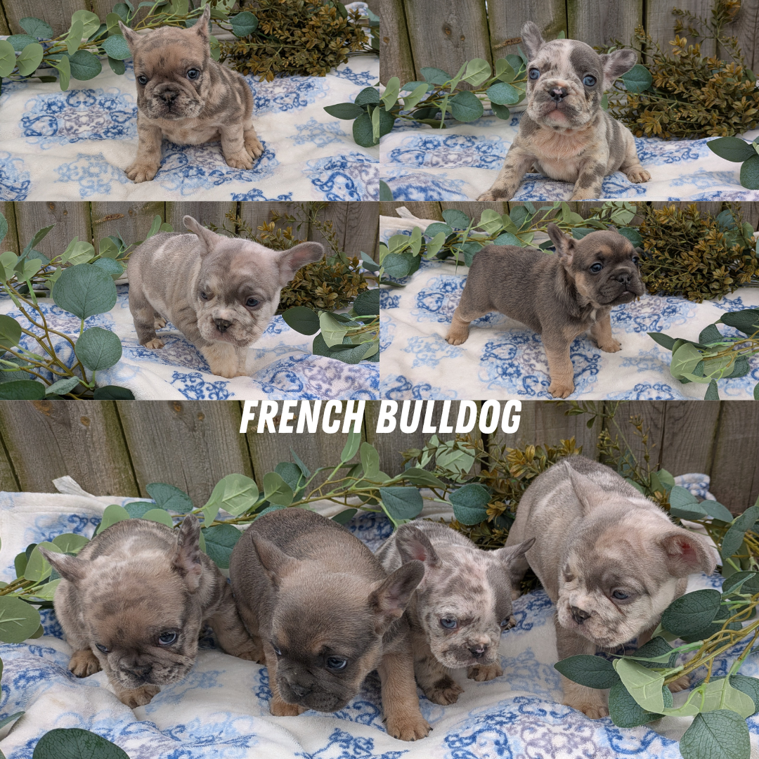 FRENCH BULLDOG (03/04) MALE