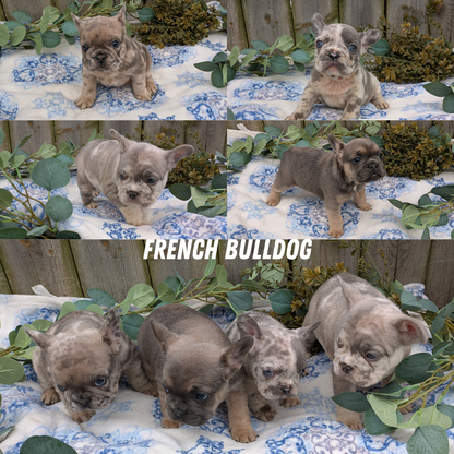 FRENCH BULLDOG (03/04) MALE