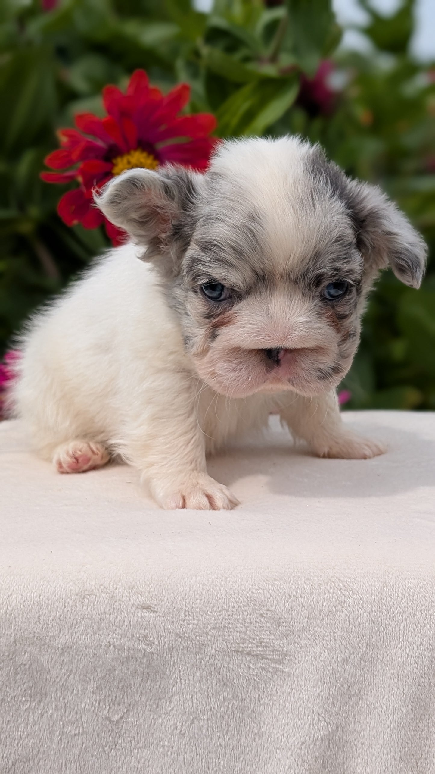 FRENCH BULLDOG (JUN 06) MALES